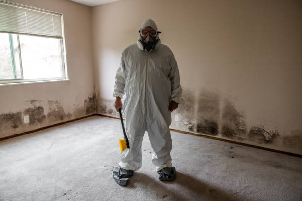 Best Industrial Mold Remediation in Kearny, AZ